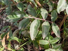 Pistacia × saportae