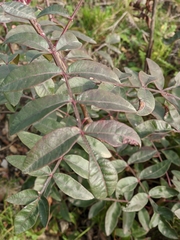 Pistacia × saportae