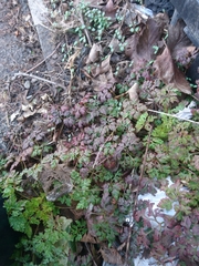 Geranium robertianum
