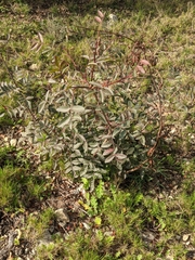 Pistacia × saportae