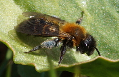 Andrena bicolor