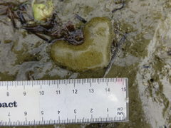 Papawera zelandiae
