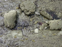 Papawera zelandiae