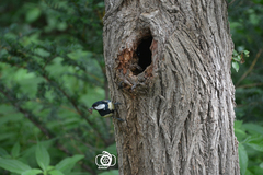 Parus major