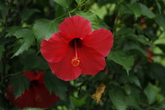 Hibiscus rosa-sinensis