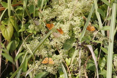 Mikania cordata