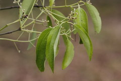 Cinnamomum tamala