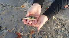 Amblyrhynchote honckenii