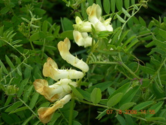 Vicia balansae