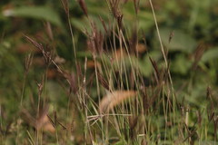Dichanthium annulatum