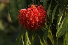 Brownea coccinea