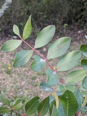 Pistacia × saportae