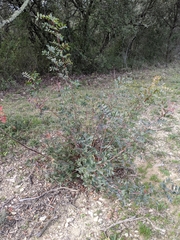 Pistacia × saportae