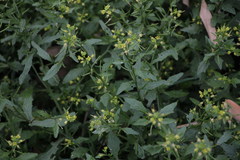 Rorippa indica