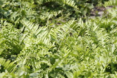 Diplazium esculentum