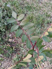 Pistacia × saportae