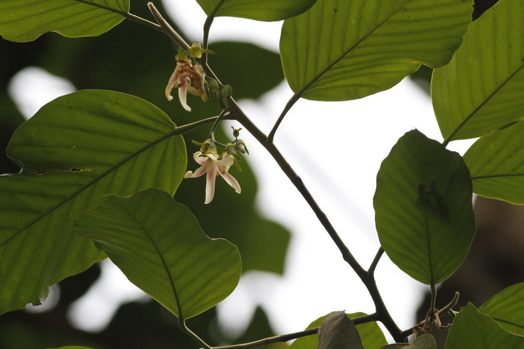 Dau con quay (Dipterocarpus turbinatus)