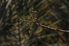 Lannea coromandelica