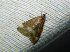 Pyrausta nicalis