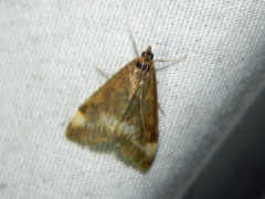 Pyrausta nicalis