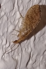 Hemerobiinae
