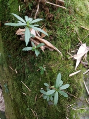 Lysionotus pauciflorus