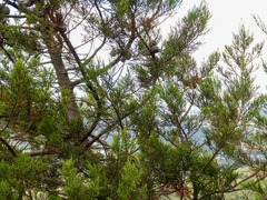 Widdringtonia nodiflora