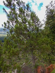 Widdringtonia nodiflora