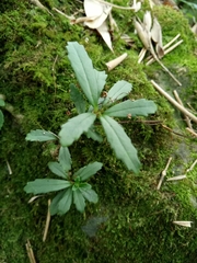 Lysionotus pauciflorus