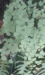 Adiantum poiretii