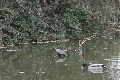 Trachemys scripta