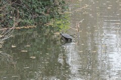 Trachemys scripta