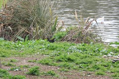 Gallinula chloropus