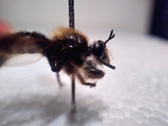 Laphria flava