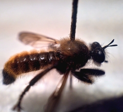 Laphria flava