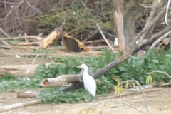 Bubulcus ibis