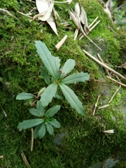 Lysionotus pauciflorus