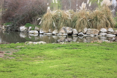 Branta canadensis