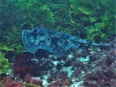 Urolophus circularis