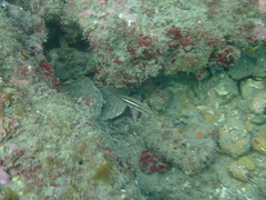 Symphodus doderleini