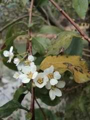 Spiraea thunbergii
