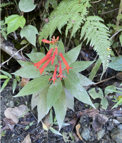 Hispaniolan Lobelia (Siphocampylus domingensis)