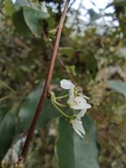 Spiraea thunbergii