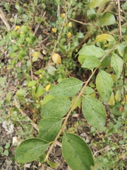 Spiraea thunbergii