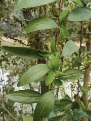 Spiraea thunbergii