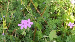 Erodium aethiopicum