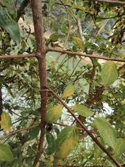 Spiraea thunbergii
