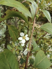 Spiraea thunbergii