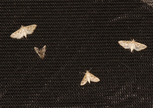 Salvinia Stem Borer Moth photo 3