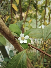 Spiraea thunbergii